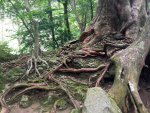 Old tree roots