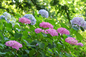 hydrangeas