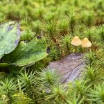 moss and mushrooms